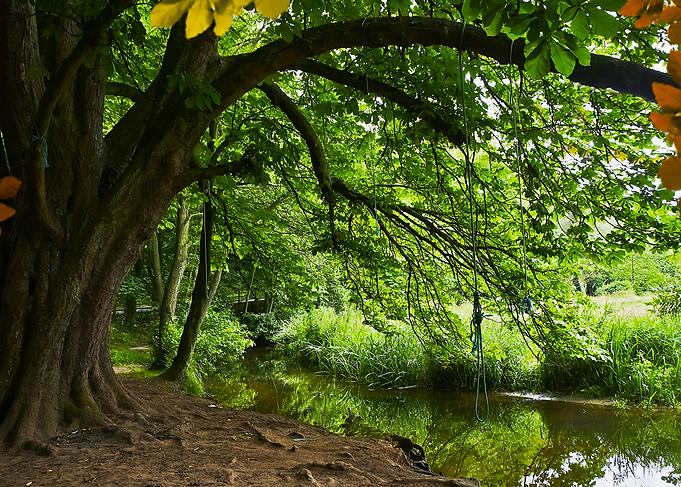 River Tree