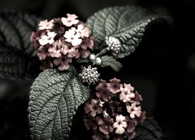 Macro FLower 1