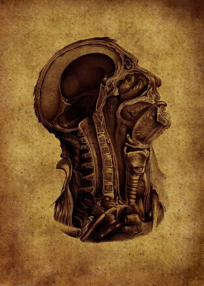 Anatomic99
