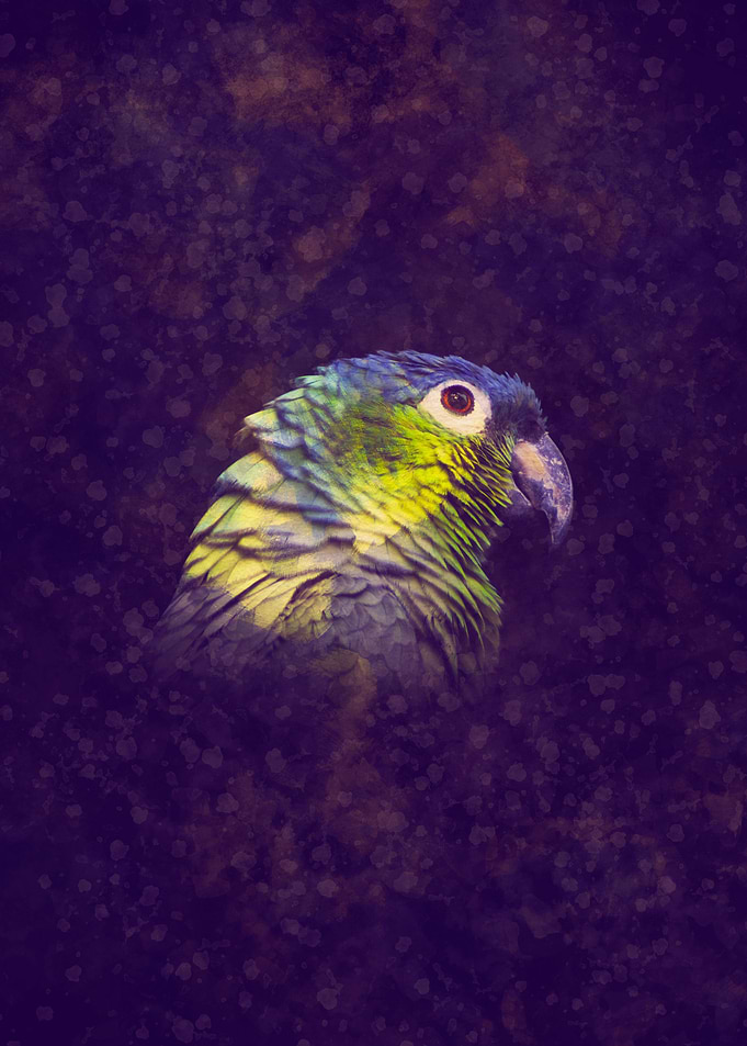 Parrot