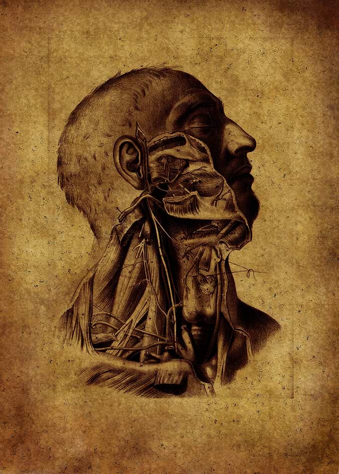 Anatomic98