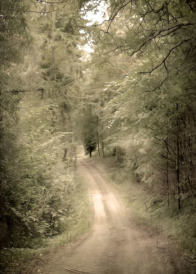 Woodland Path