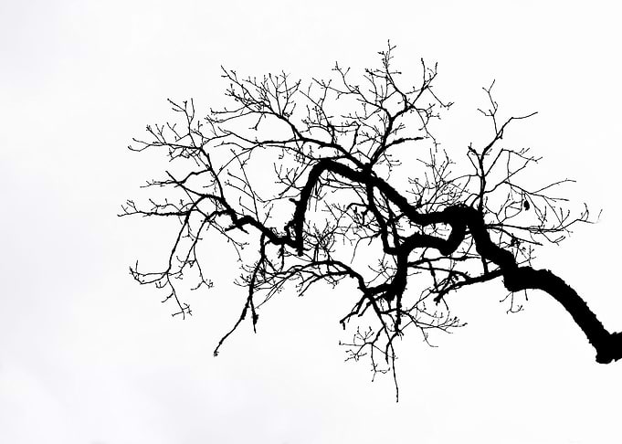 Branch