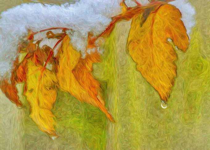 Winter Vine Leaves