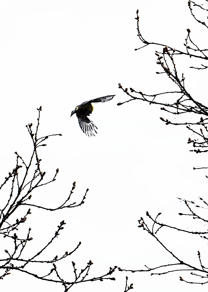 Bird in the sky 1