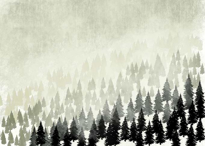 Mountain forrest in mist