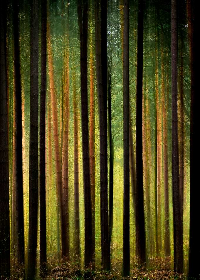 Trees abstract