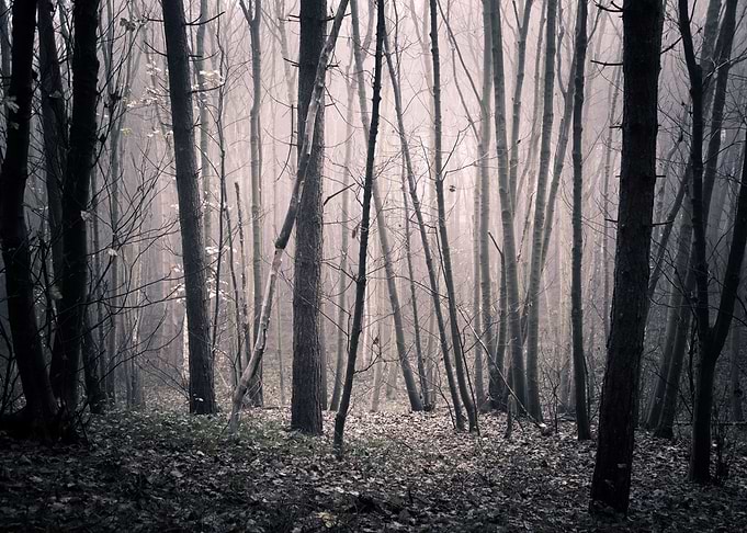 Forest fog