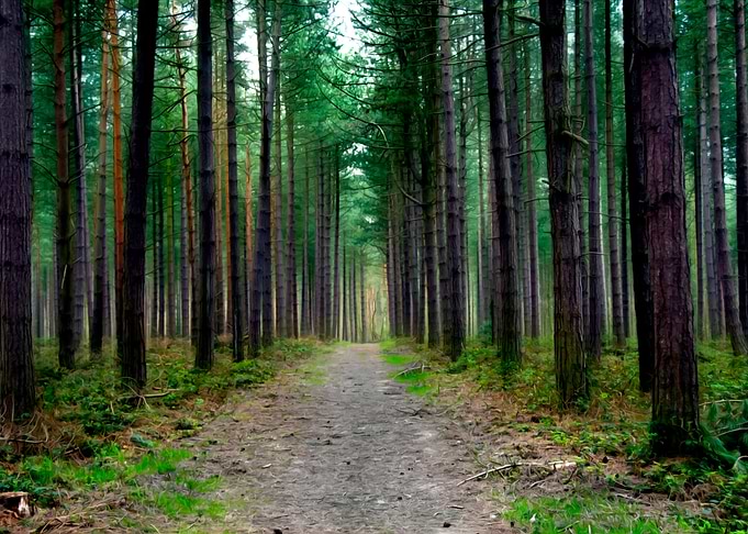 Woodland
