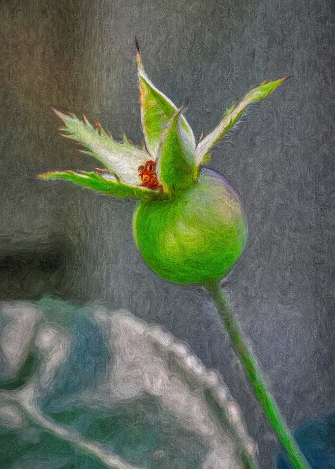 Single Rosehip