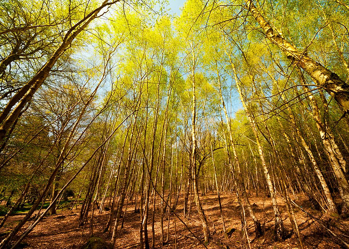 Tall trees