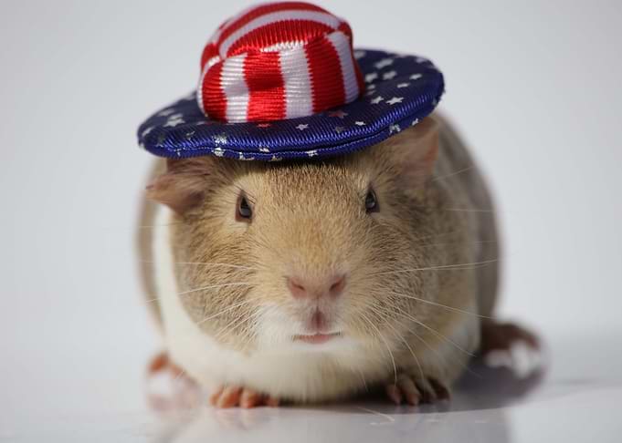 The Guinea Pig