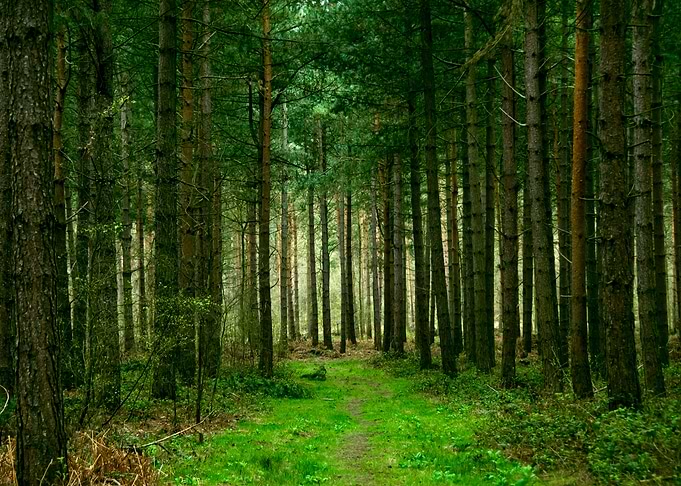 Path through forest