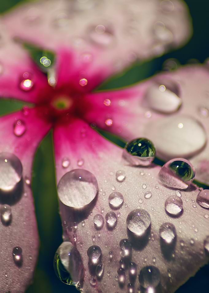 Floral Droplets 1