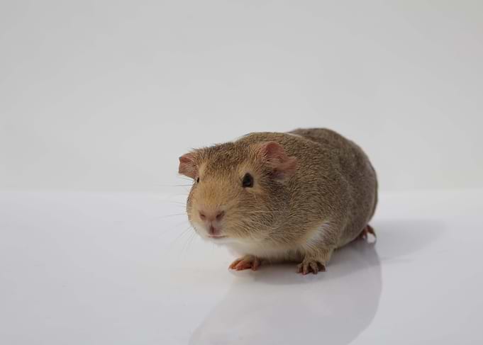The Guinea pig