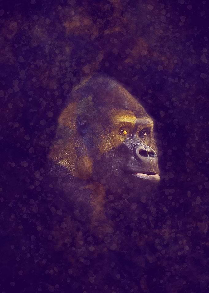 Gorilla