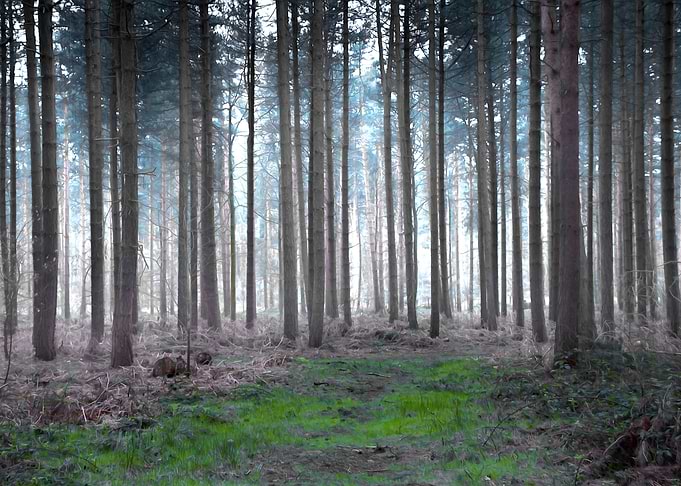 Morning forest