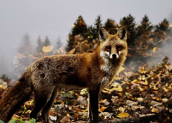 Fox in the Forest