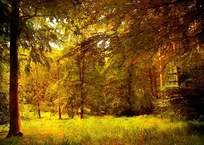 Woods
