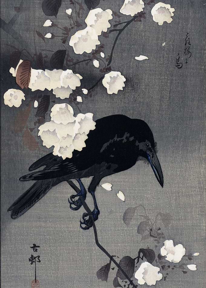 Crow with cherry blossoms