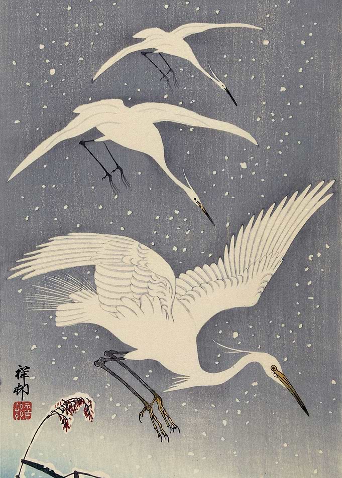 Descending egrets in snow