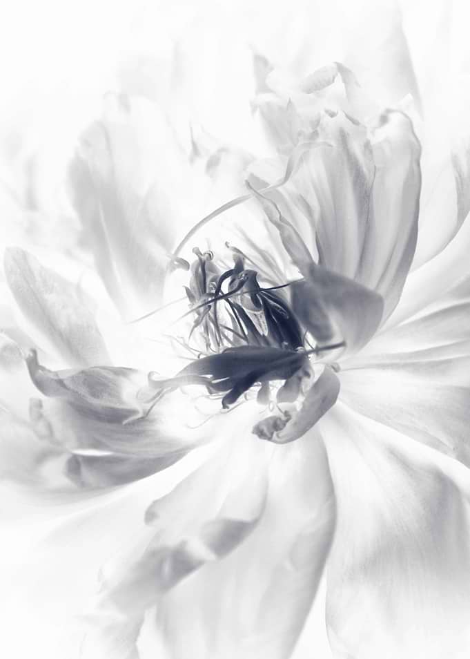 White peonies