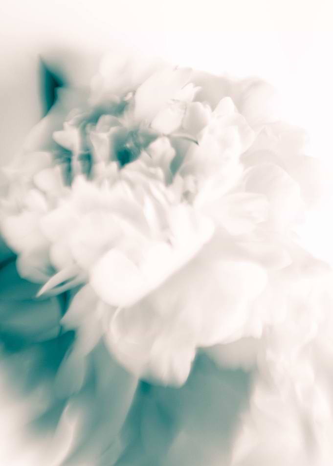 White peonies