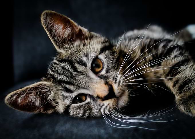 Cute kitten