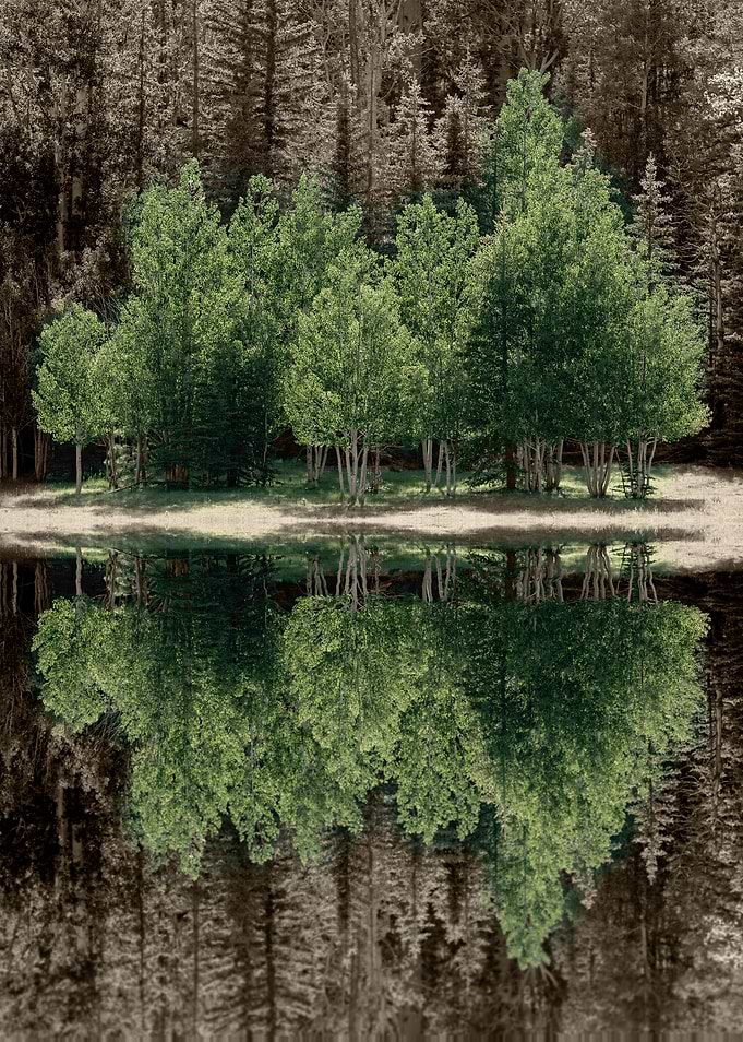 Birch trees reflections
