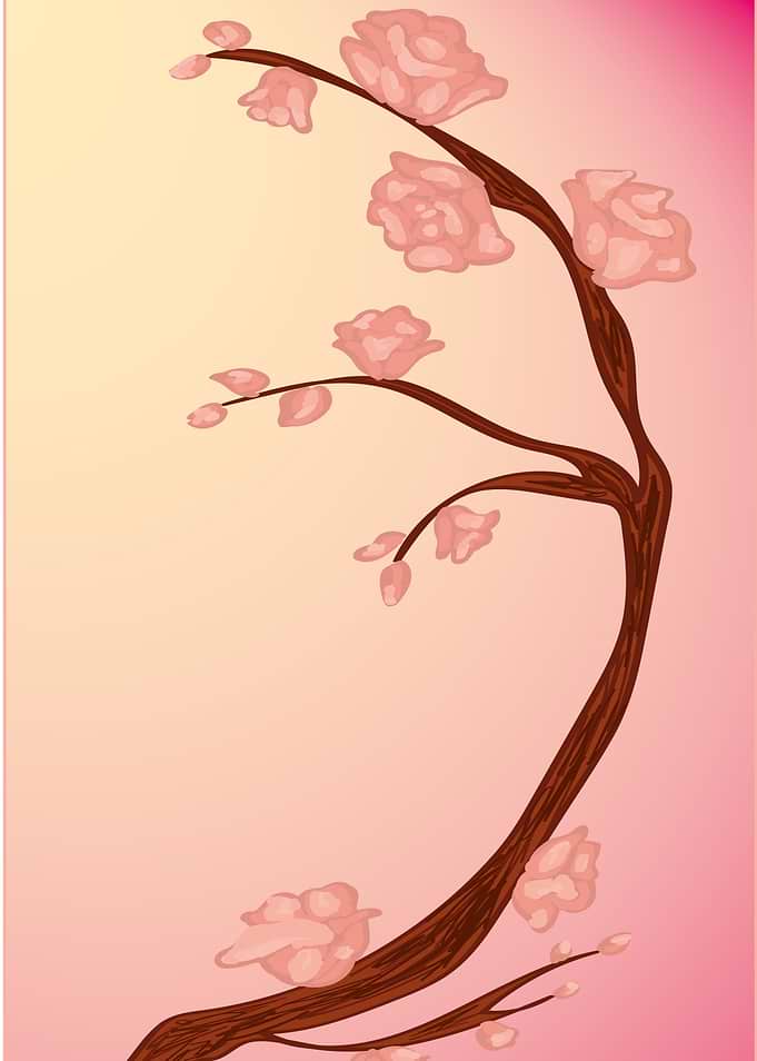 Cherry blossom