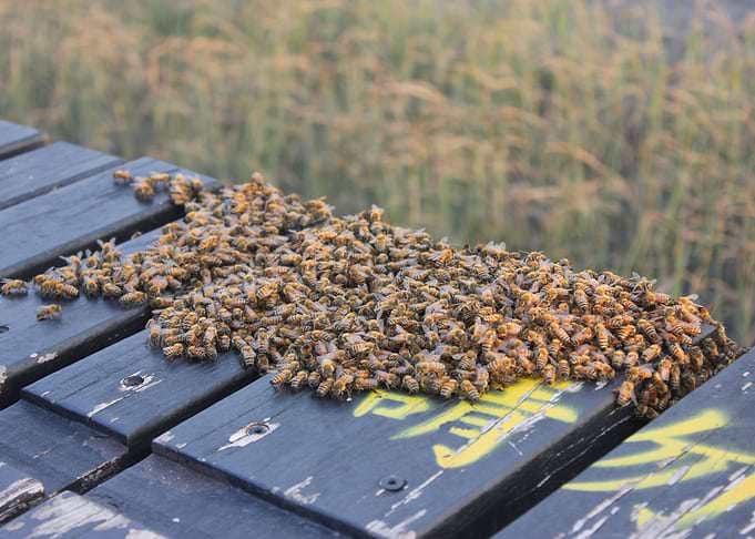 Bee Gather Place