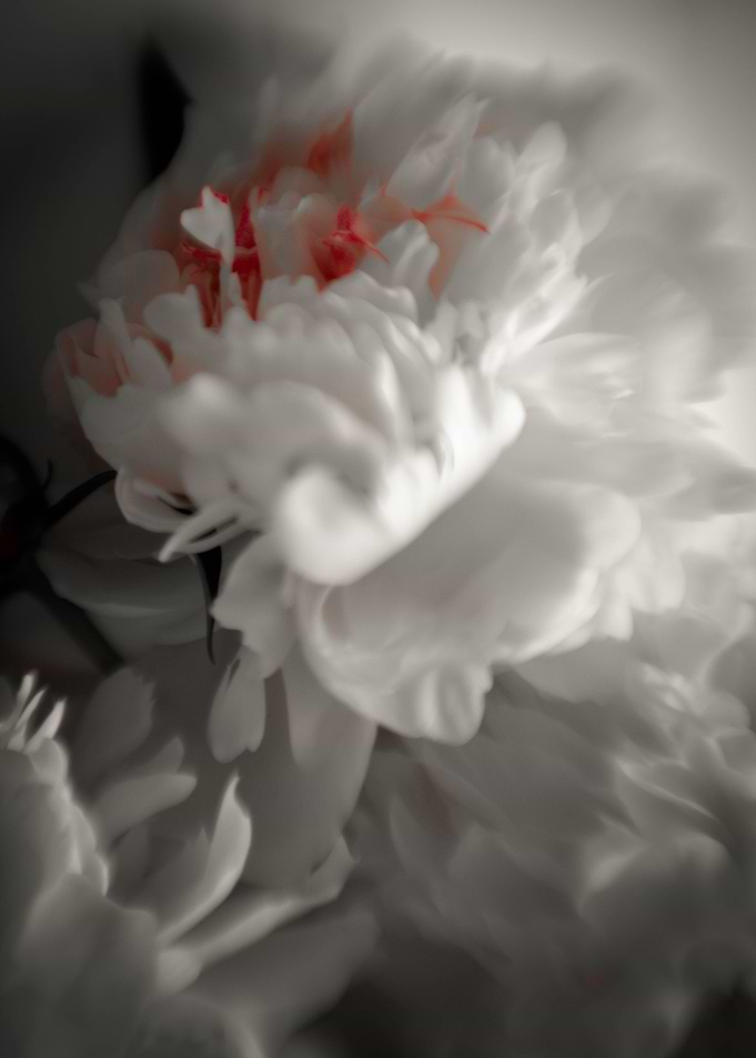 White peonies
