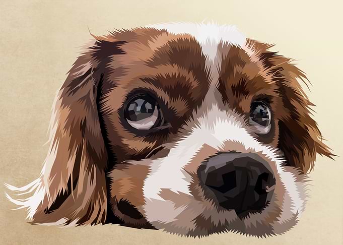cute dog