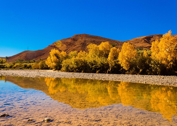 Trees reflection