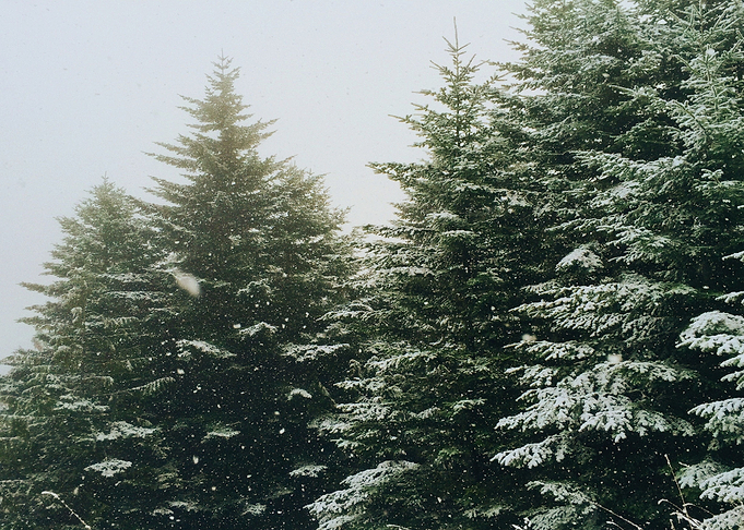 Winter tree