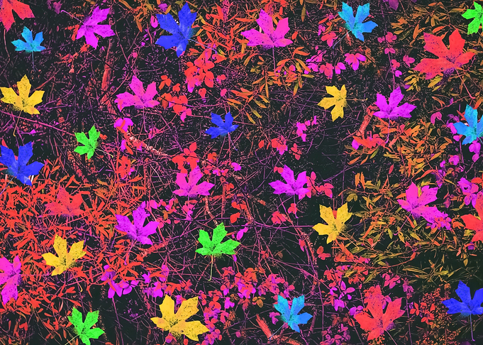 colorful maple leaves