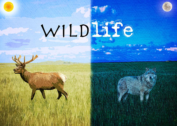 Wildlife