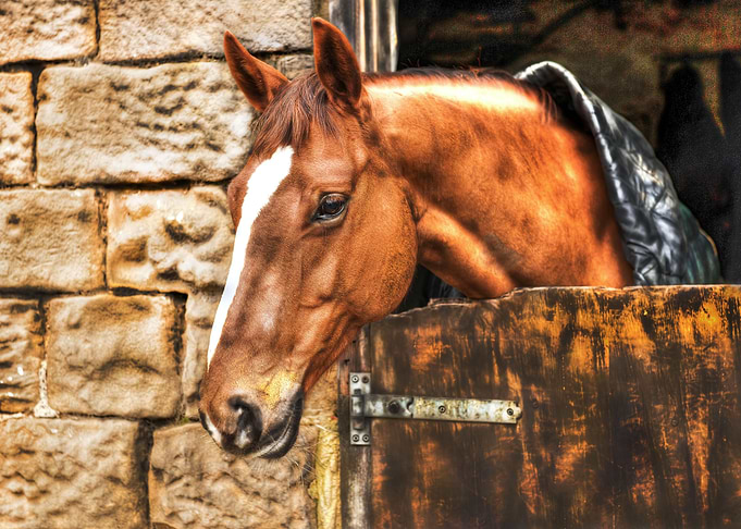 horse