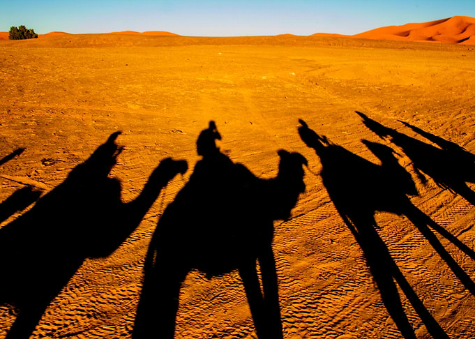 Camel Shades