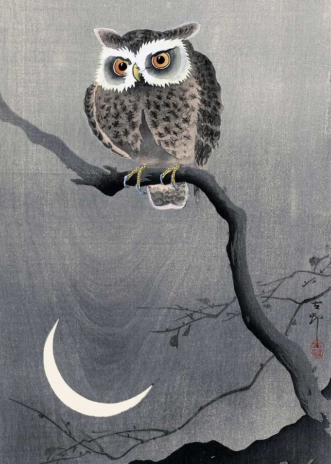Owl in the moonlight