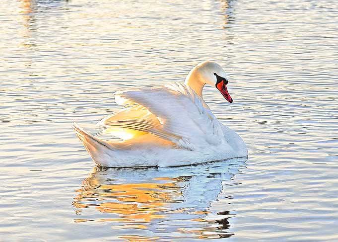 Swan
