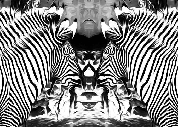 zebra face to face