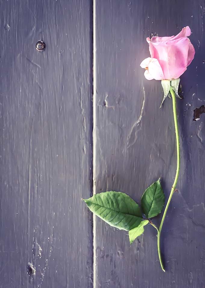 pink rose