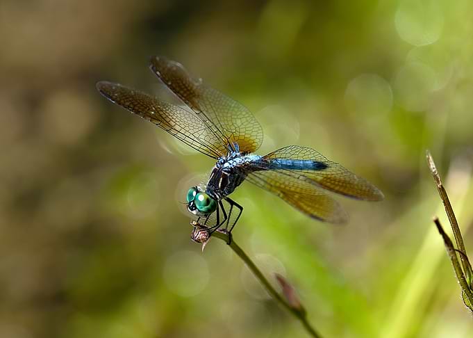 Dragonfly