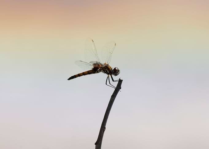 Dragonfly