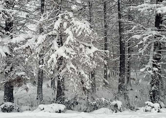 Snow covered trees