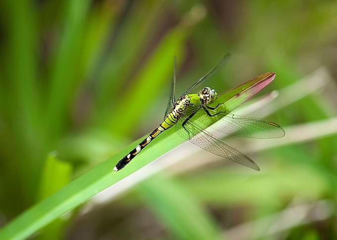 Dragonfly