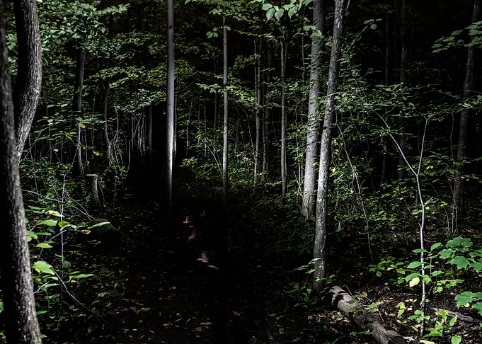 midnight forest