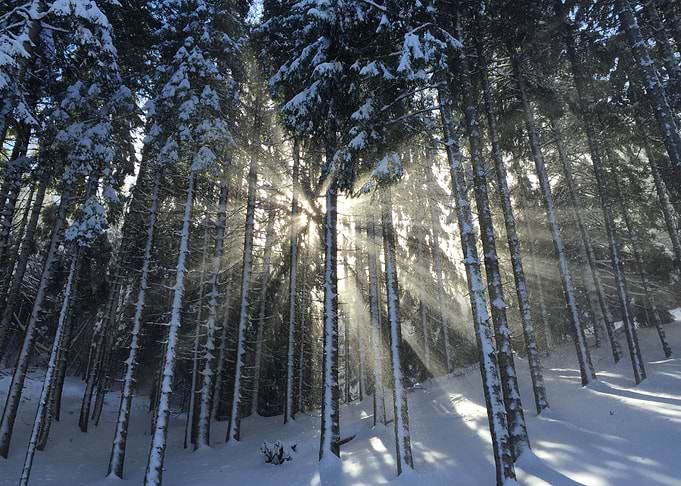 Sunlit winter forest