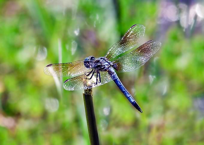Dragonfly